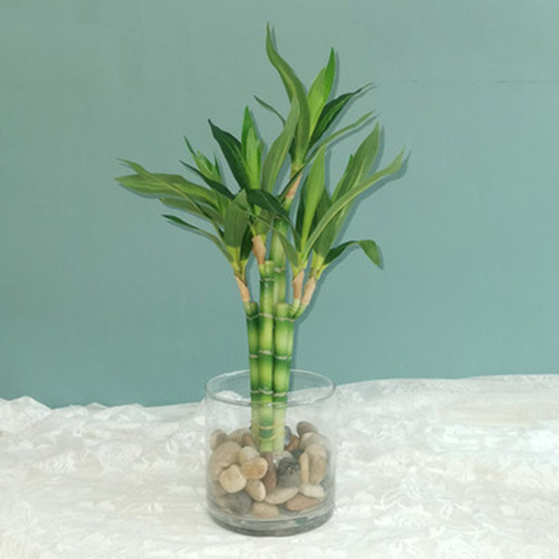 Aquarium Fish Names - New 40cm rFtificial Lucky Bamboo Succulent