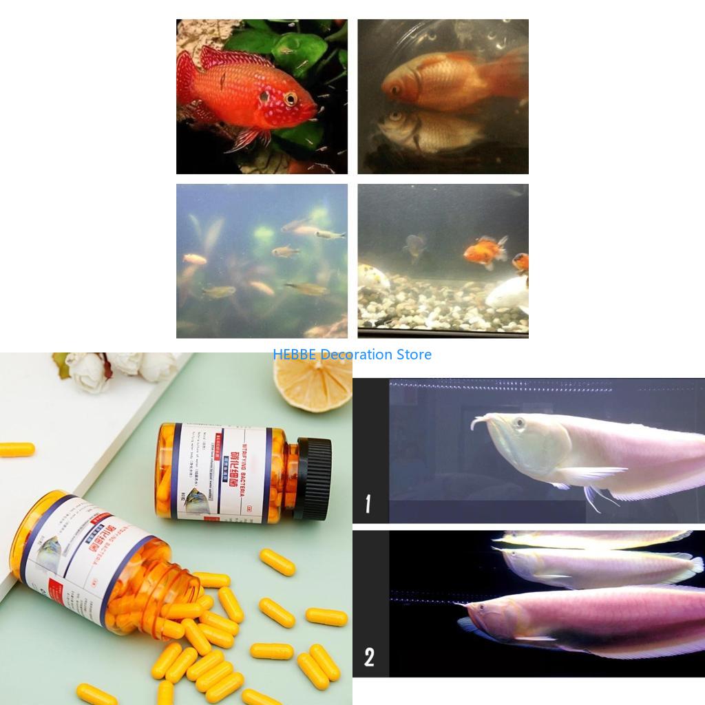 B0KC Nitrifying Capsules Estab - Aquarium Fish Medicine 评论和价格