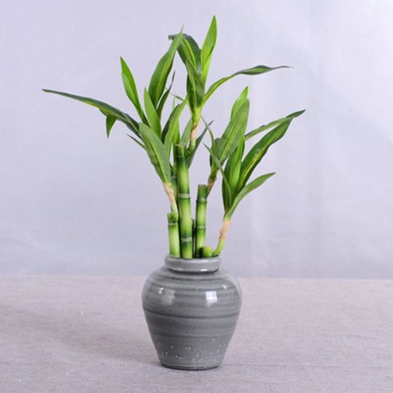New 40cm rFtificial Lucky Bamb - Aquarium Fish Names 评论和价格