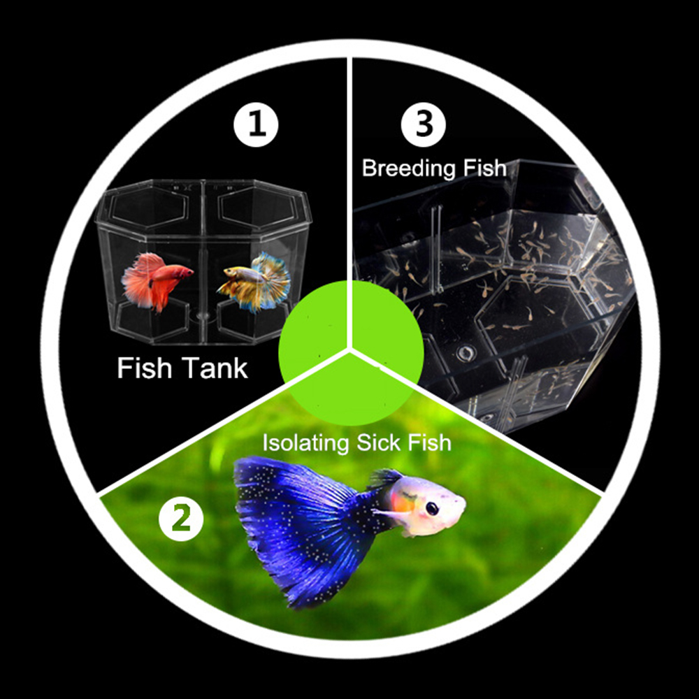Acrylic Two Splits Guppy Fish  - Aquarium Fish Medicine 评论和价格