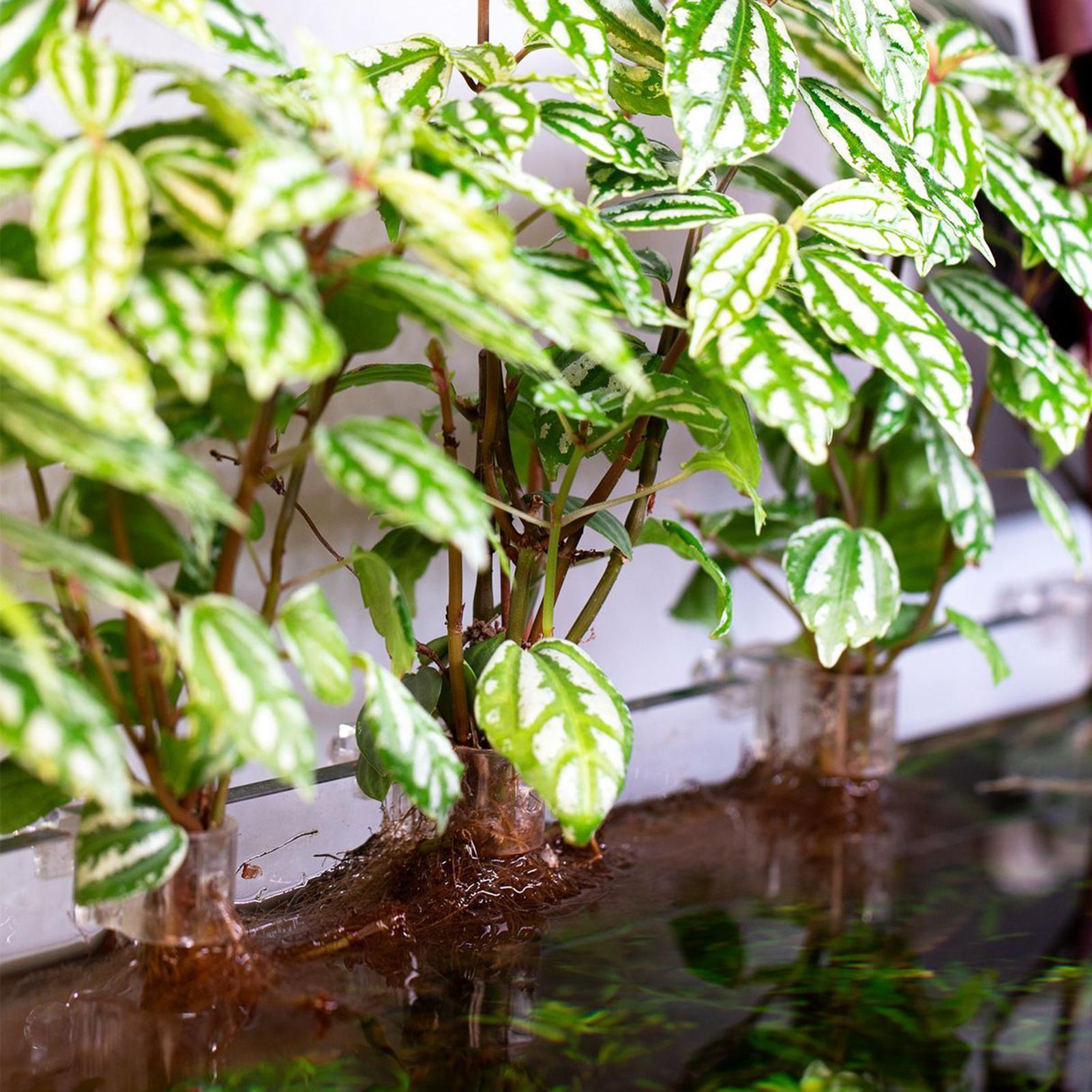Mini Fish Tank Planter Pot 6Pc - Aquarium Fish Elevator 评论和价格