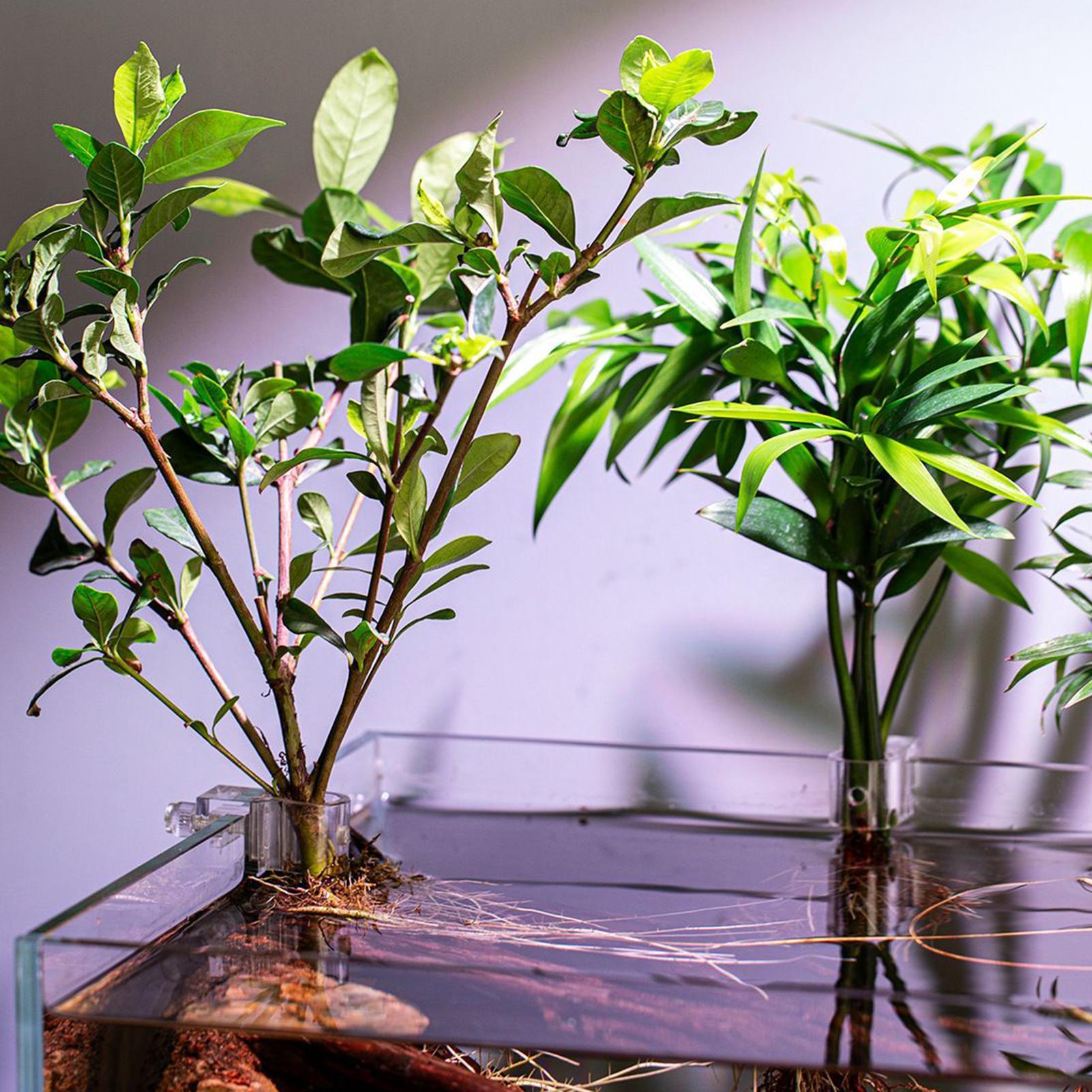 Mini Fish Tank Planter Pot 6Pc - Aquarium Fish Elevator 评论和价格