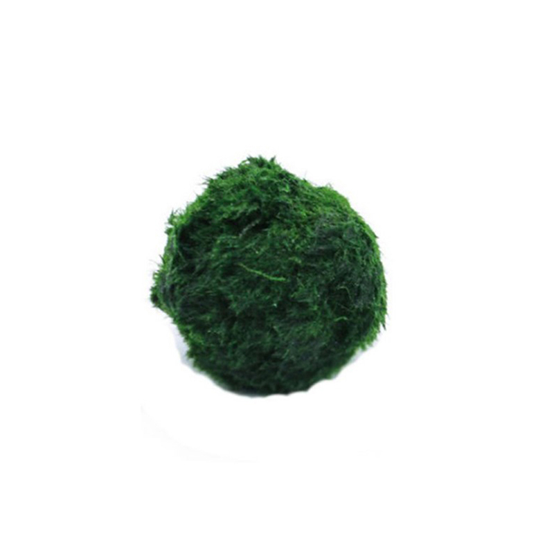 Marimo Moss Balls Live Aquariu - Aquarium Fish Green 评论和价格