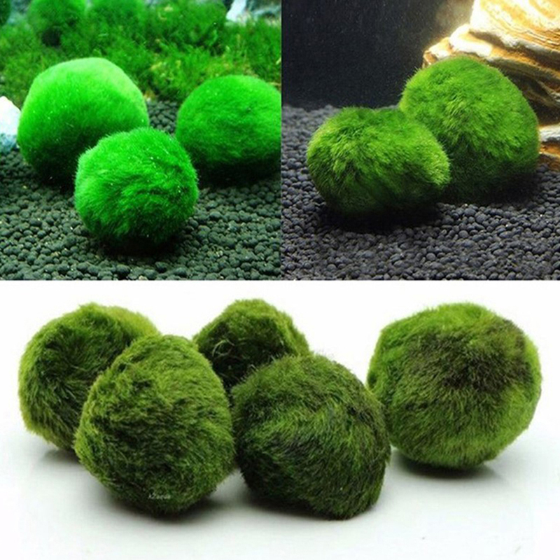 Marimo Moss Balls Live Aquariu - Aquarium Fish Green 评论和价格