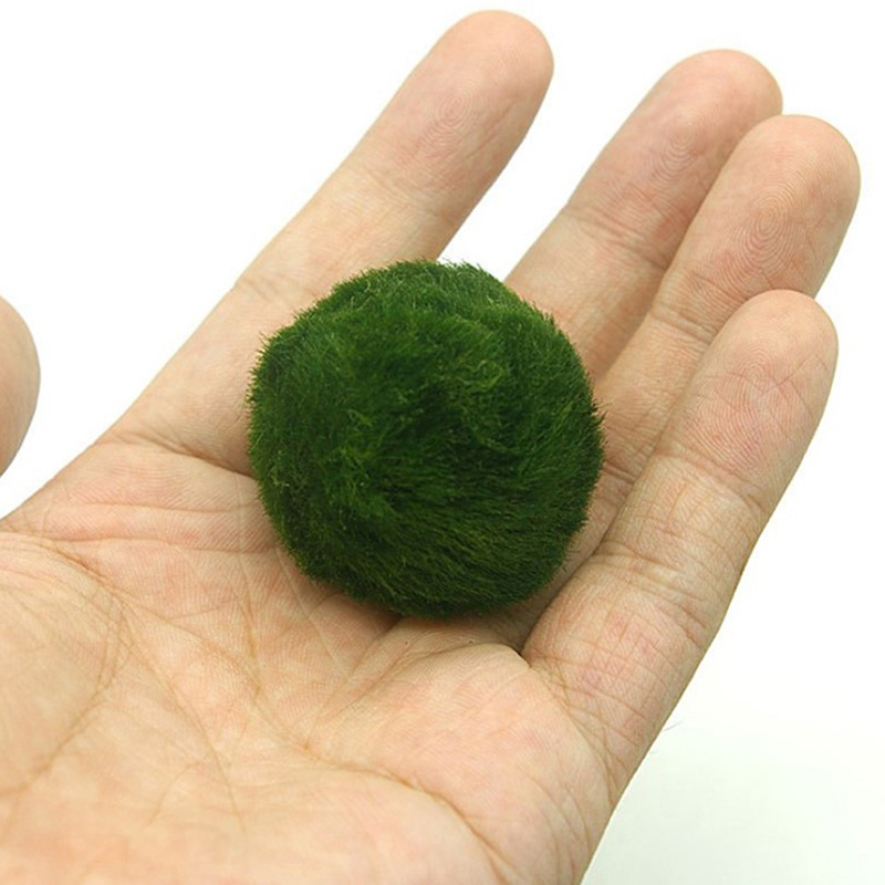 Marimo Moss Balls Live Aquariu - Aquarium Fish Green 评论和价格