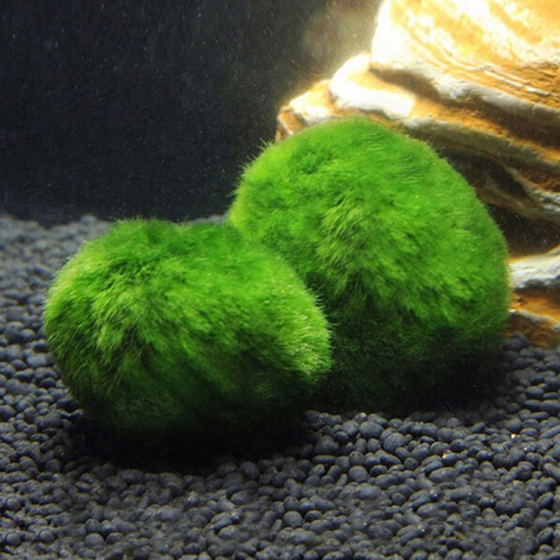 Marimo Moss Balls Live Aquariu - Aquarium Fish Green 评论和价格