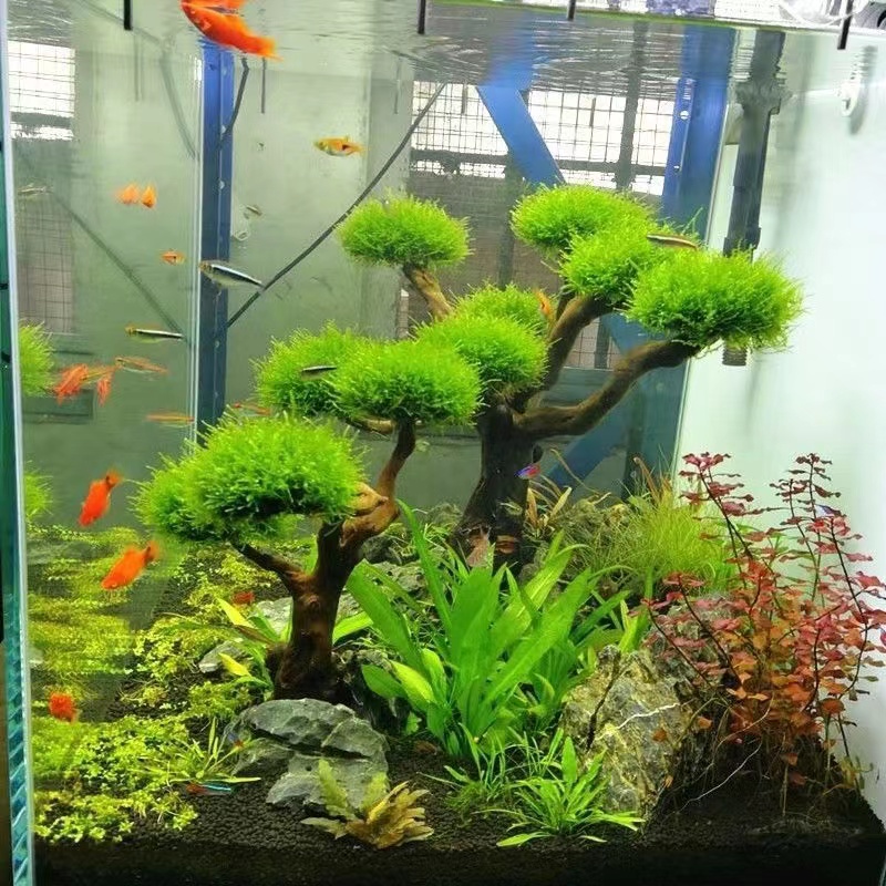 Fish tank greening wood frame  - Aquarium Fish Green 评论和价格
