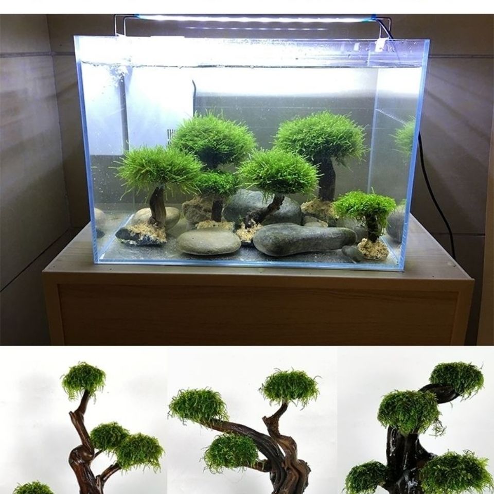 Fish tank greening wood frame  - Aquarium Fish Green 评论和价格