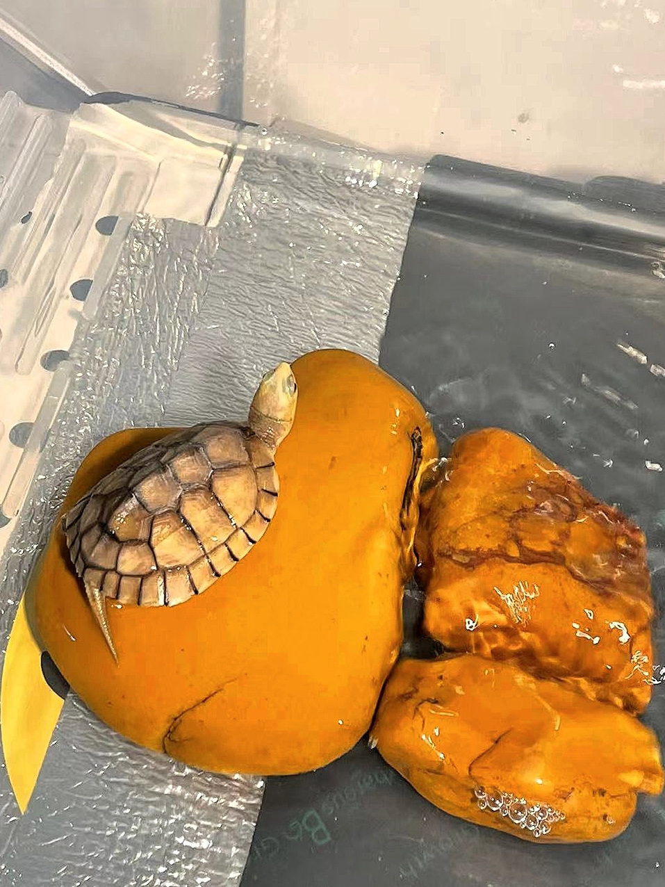Natural Yellow Wax Stone Turtl - Aquarium Fishland 评论和价格